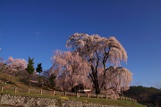 勝間の枝垂れ桜